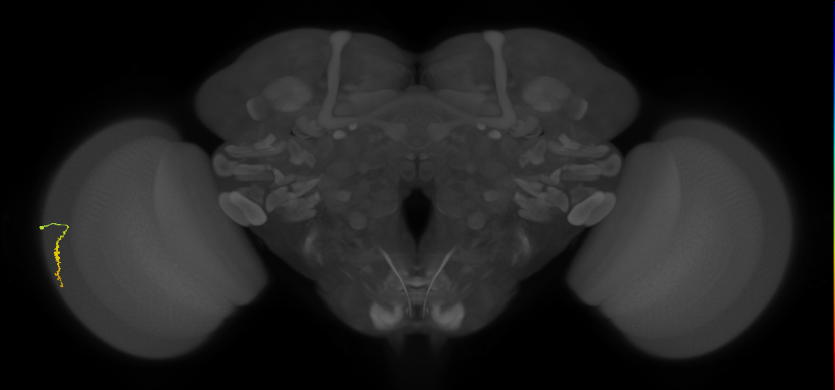 Dm3a_L (MaleCNS:123351)