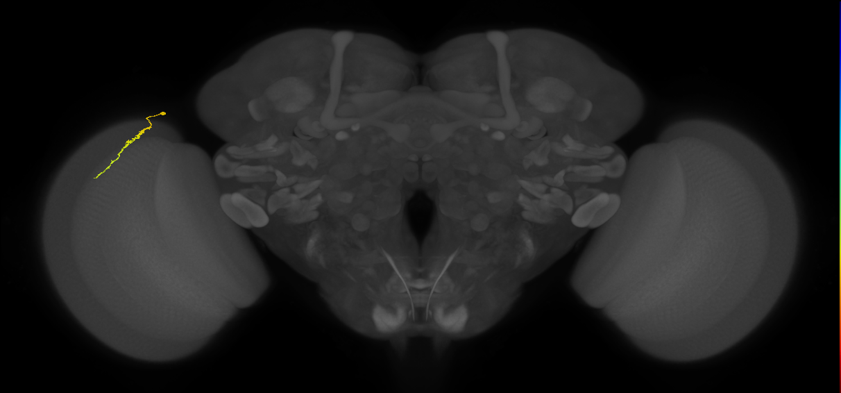 Dm3a_L (MaleCNS:215614)