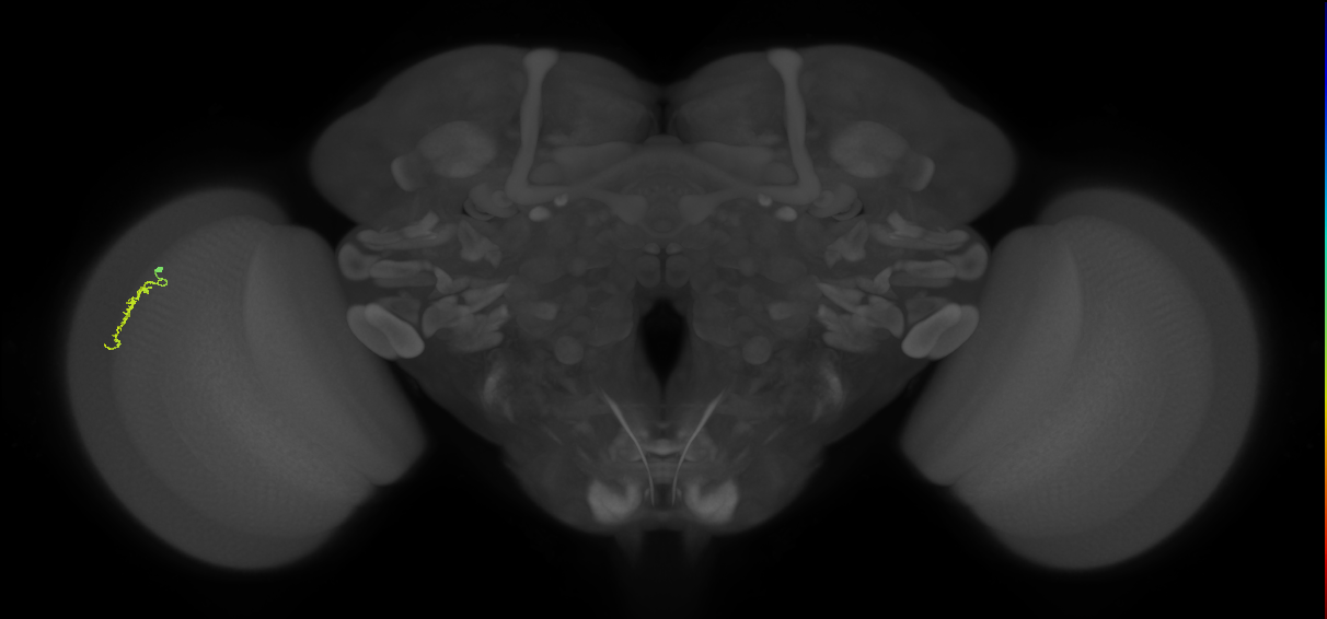 Dm3a_L (MaleCNS:573317)