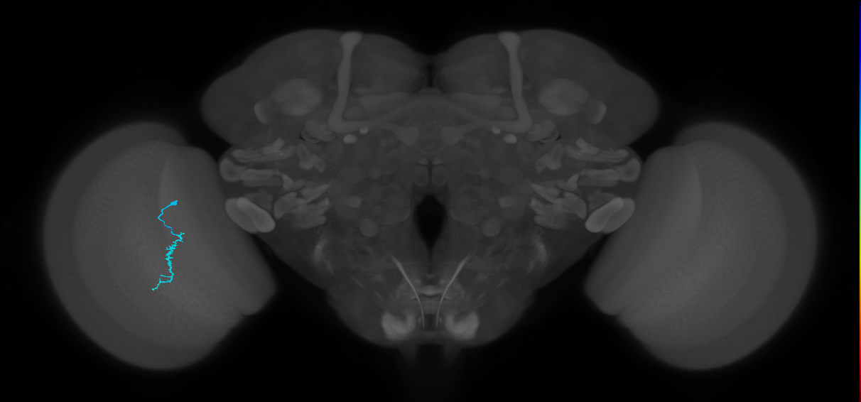 Dm3a_L (MaleCNS:550710)