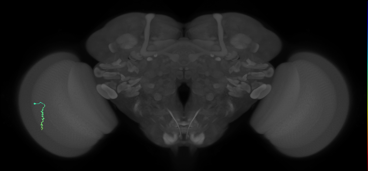 Dm3a_L (MaleCNS:580384)