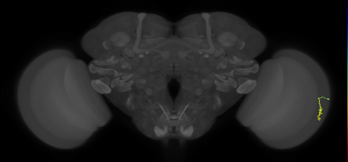 Dm3a_R (MaleCNS:107349)