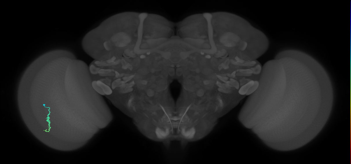 Dm3a_L (MaleCNS:529194)