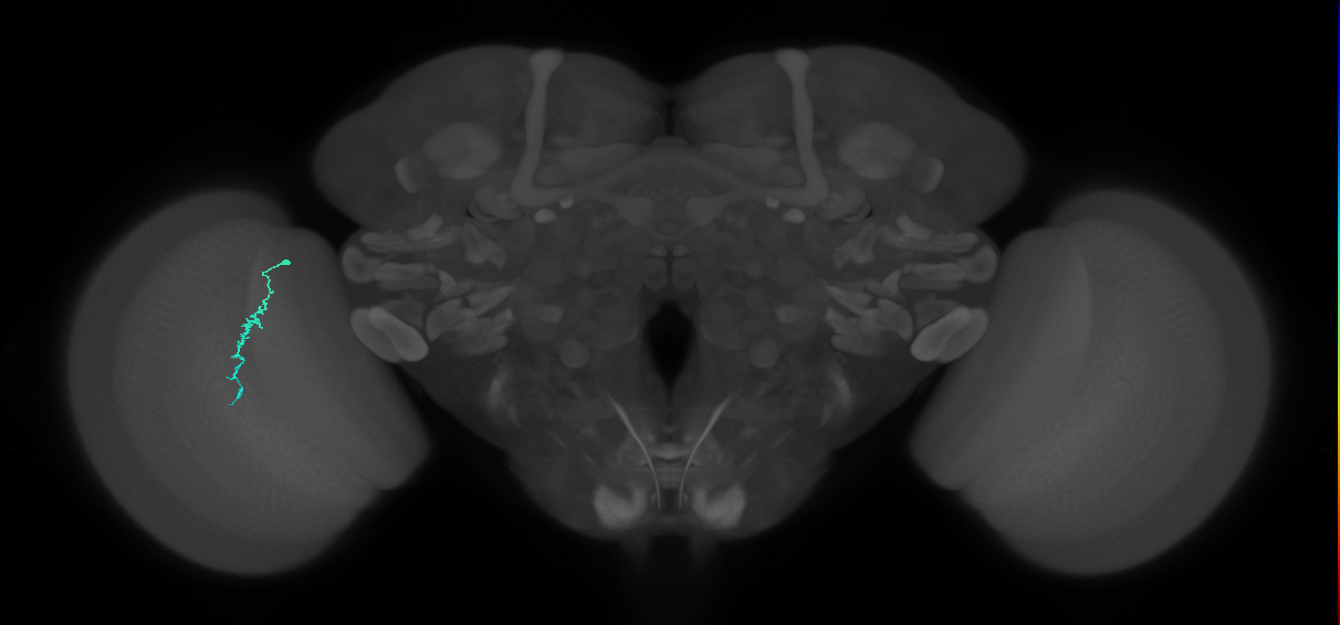 Dm3a_L (MaleCNS:210857)