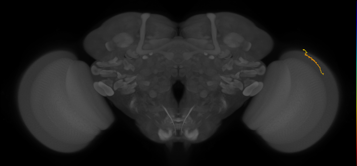 Dm3a_R (MaleCNS:148479)