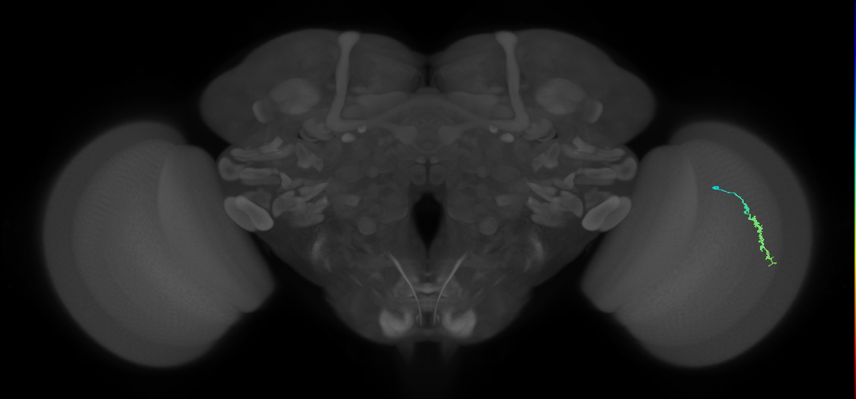 Dm3a_R (MaleCNS:168376)