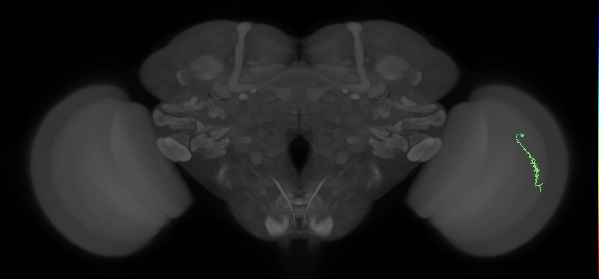 Dm3a_R (MaleCNS:111093)