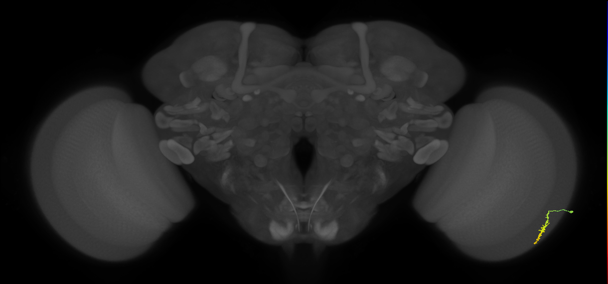 Dm3a_R (MaleCNS:121090)