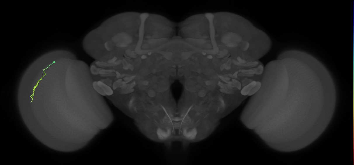 Dm3a_L (MaleCNS:541740)