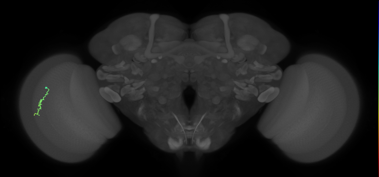 Dm3a_L (MaleCNS:127900)