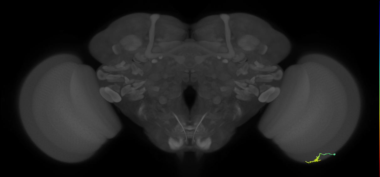 Dm3a_R (MaleCNS:137565)