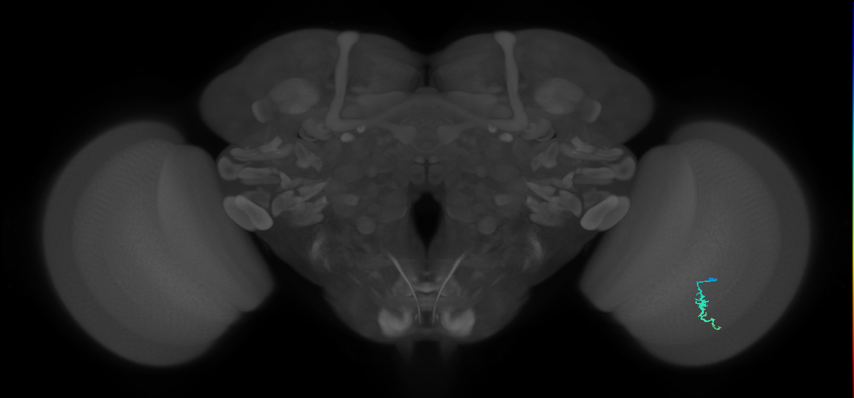 Dm3a_R (MaleCNS:136063)
