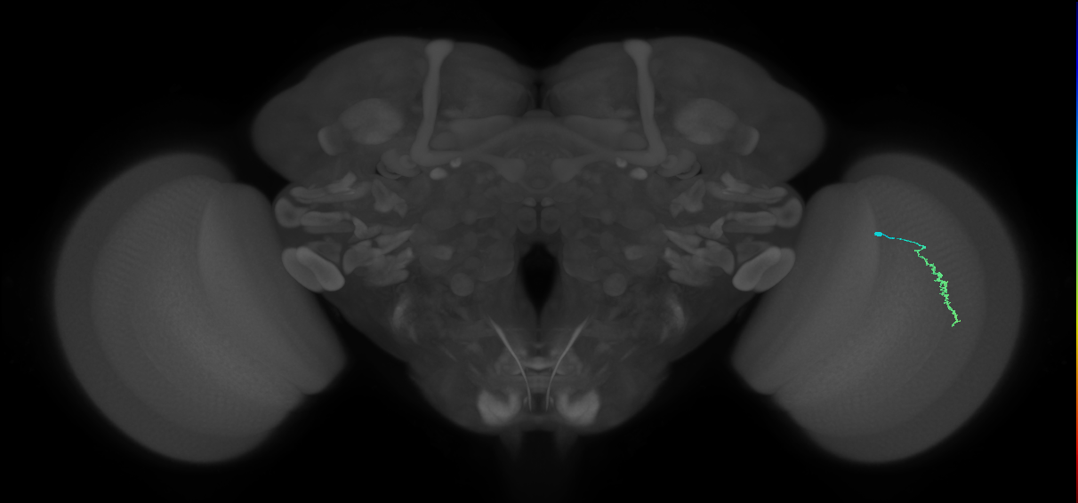 Dm3a_R (MaleCNS:139580)