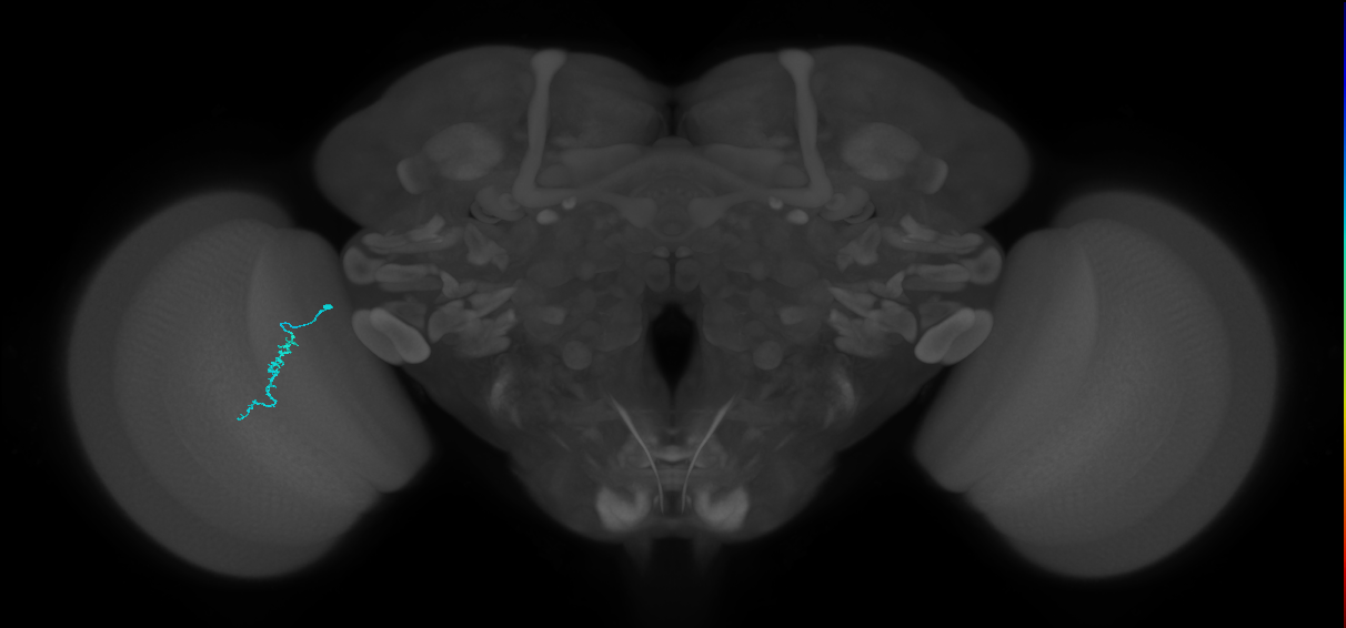 Dm3a_L (MaleCNS:180544)