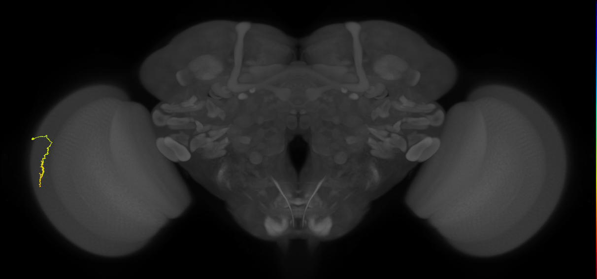 Dm3a_L (MaleCNS:532475)