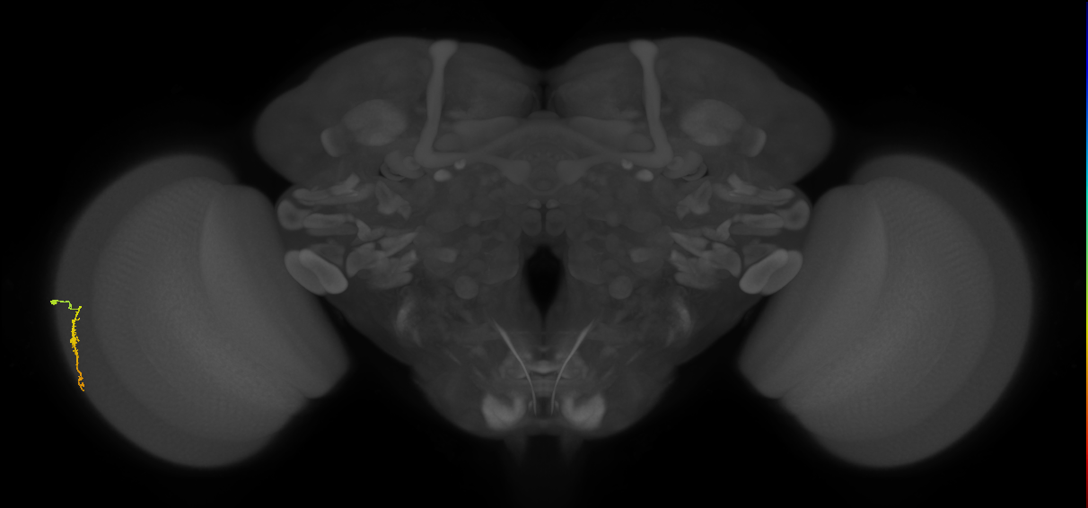 Dm3a_L (MaleCNS:201691)