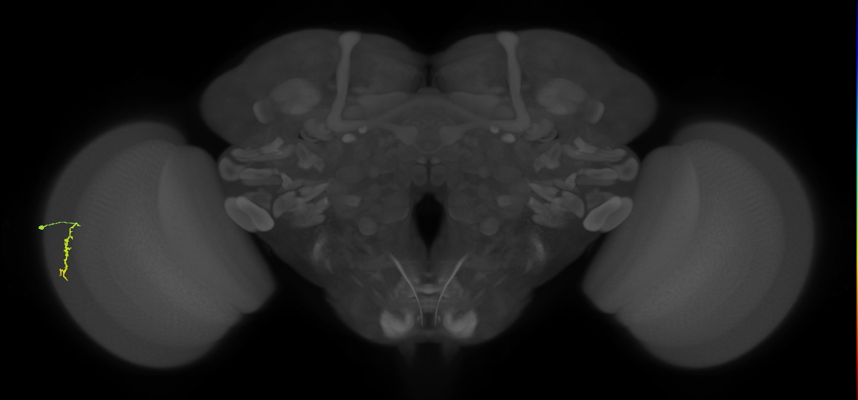 Dm3a_L (MaleCNS:533633)