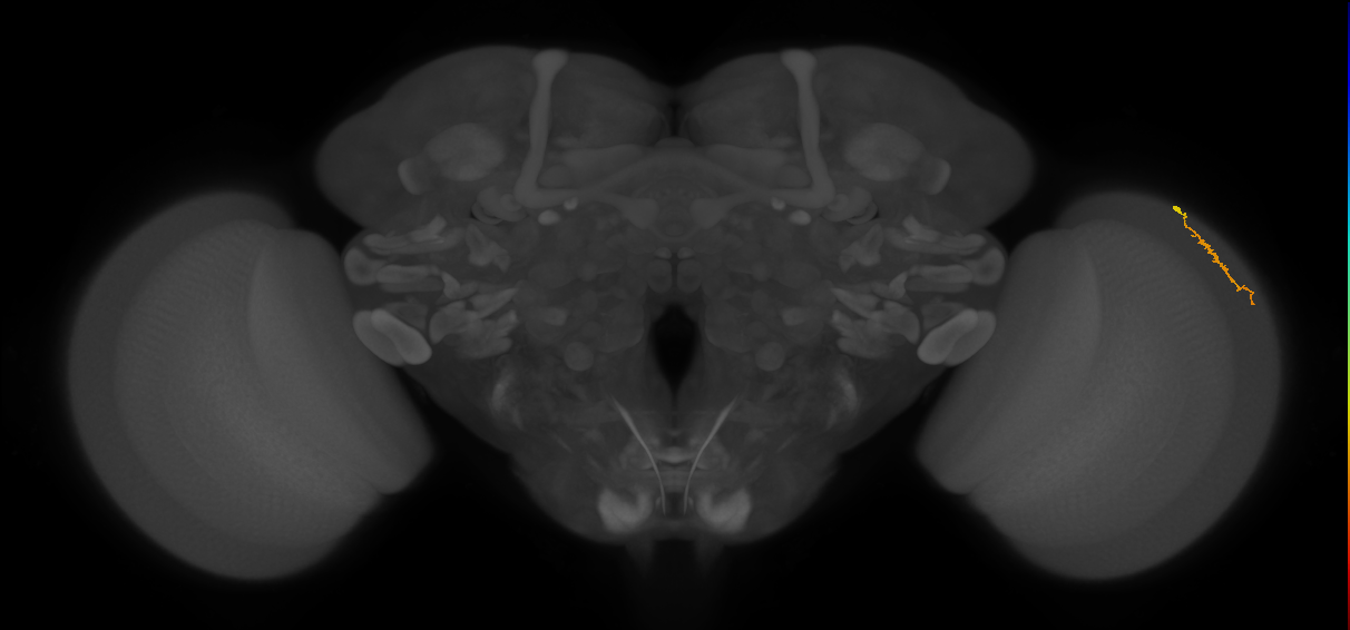 Dm3a_R (MaleCNS:130385)