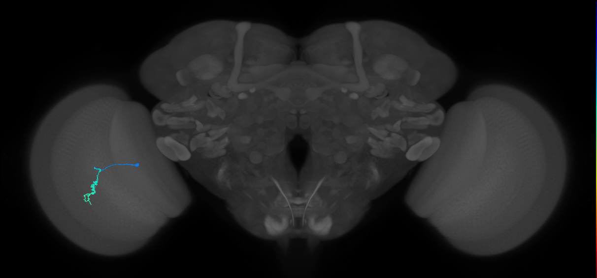 Dm3a_L (MaleCNS:174041)