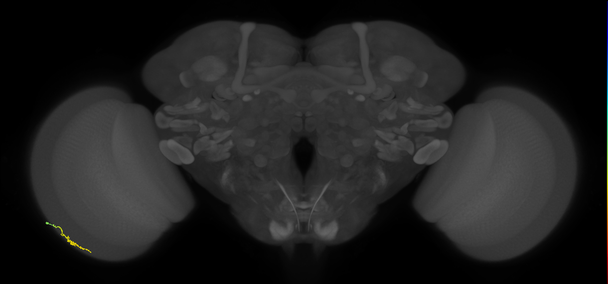 Dm3a_L (MaleCNS:135963)