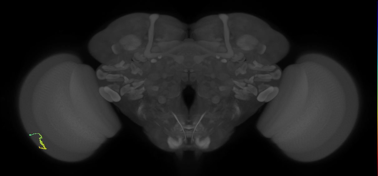 Dm3a_L (MaleCNS:134493)