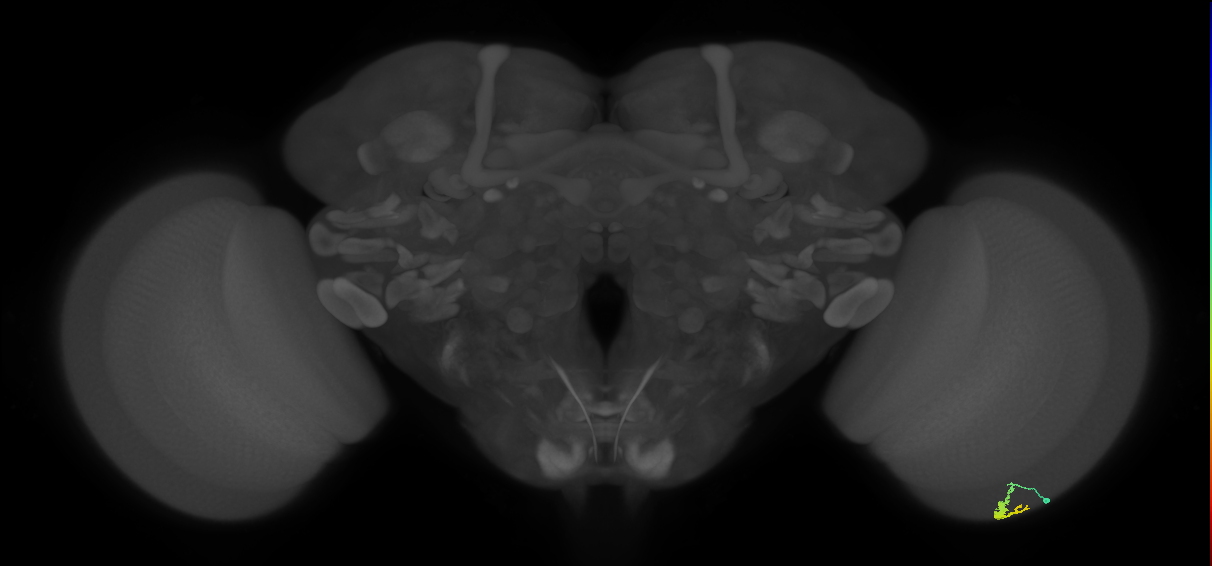 Dm3a_R (MaleCNS:126325)