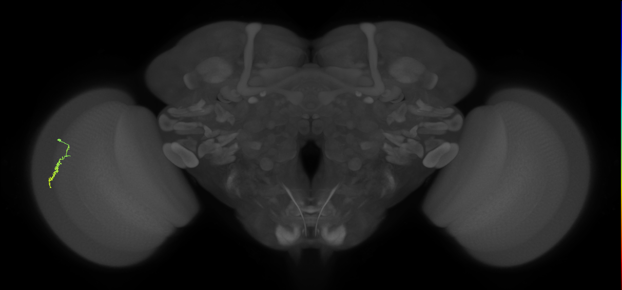 Dm3a_L (MaleCNS:517648)