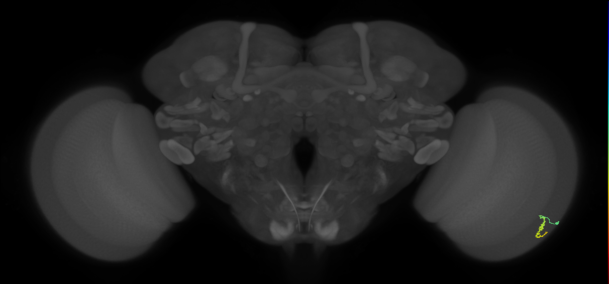 Dm3a_R (MaleCNS:125539)