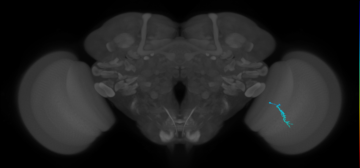Dm3a_R (MaleCNS:149527)