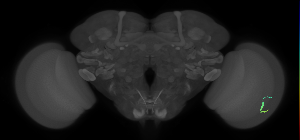 Dm3a_R (MaleCNS:125619)