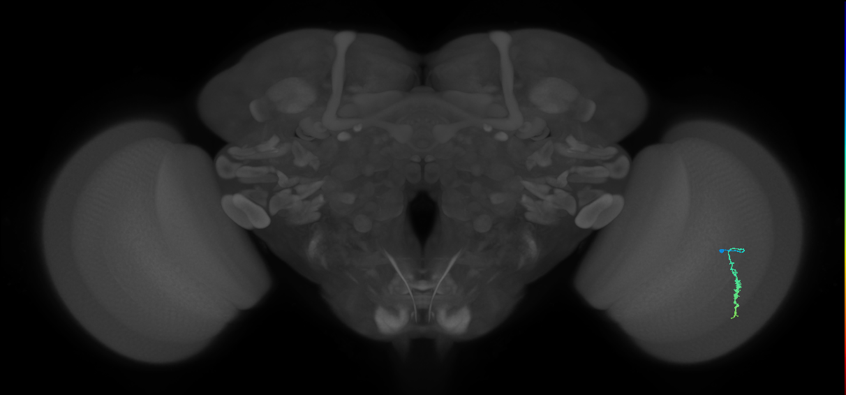 Dm3a_R (MaleCNS:117608)