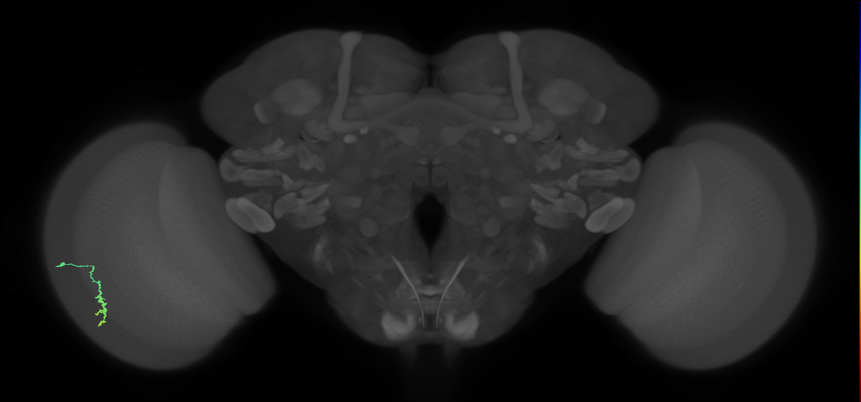 Dm3a_L (MaleCNS:123623)