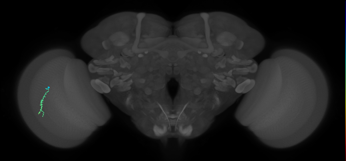 Dm3a_L (MaleCNS:162495)