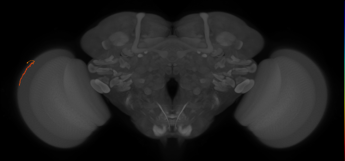 Dm3a_L (MaleCNS:215058)
