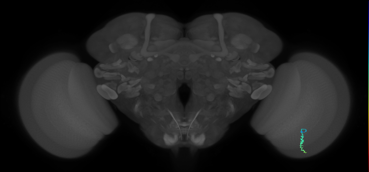 Dm3a_R (MaleCNS:122579)