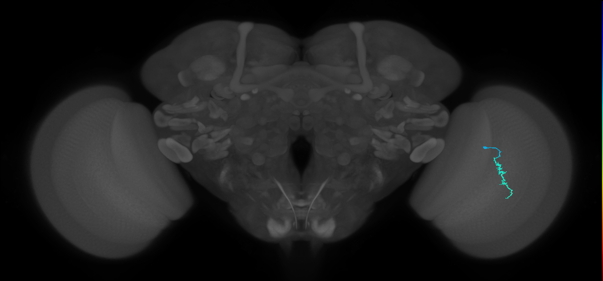 Dm3a_R (MaleCNS:142167)