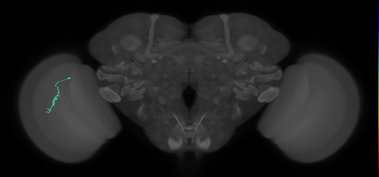 Dm3a_L (MaleCNS:526542)