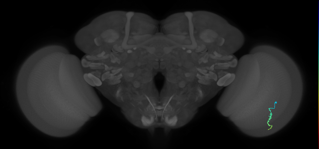 Dm3a_R (MaleCNS:118525)