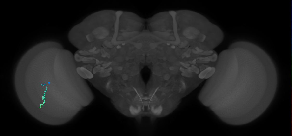 Dm3a_L (MaleCNS:68745)