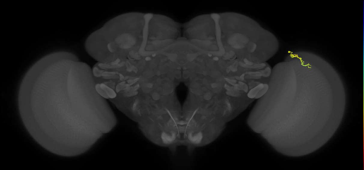 Dm3a_R (MaleCNS:155381)