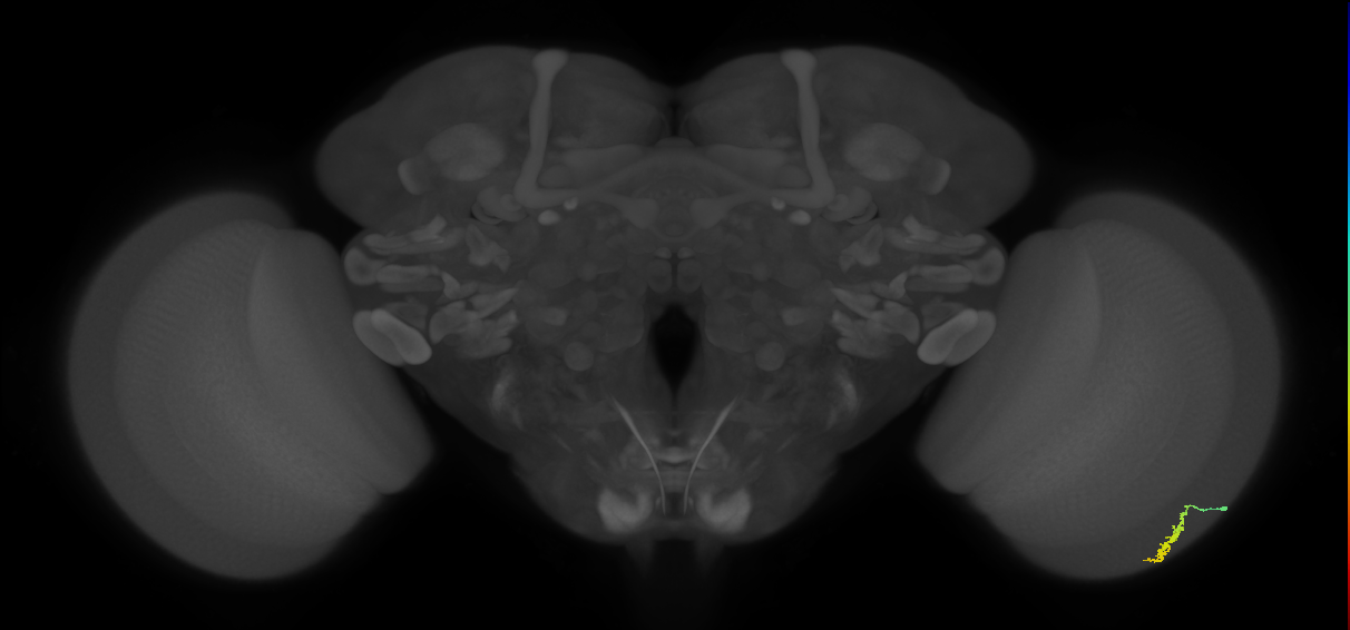 Dm3a_R (MaleCNS:124654)