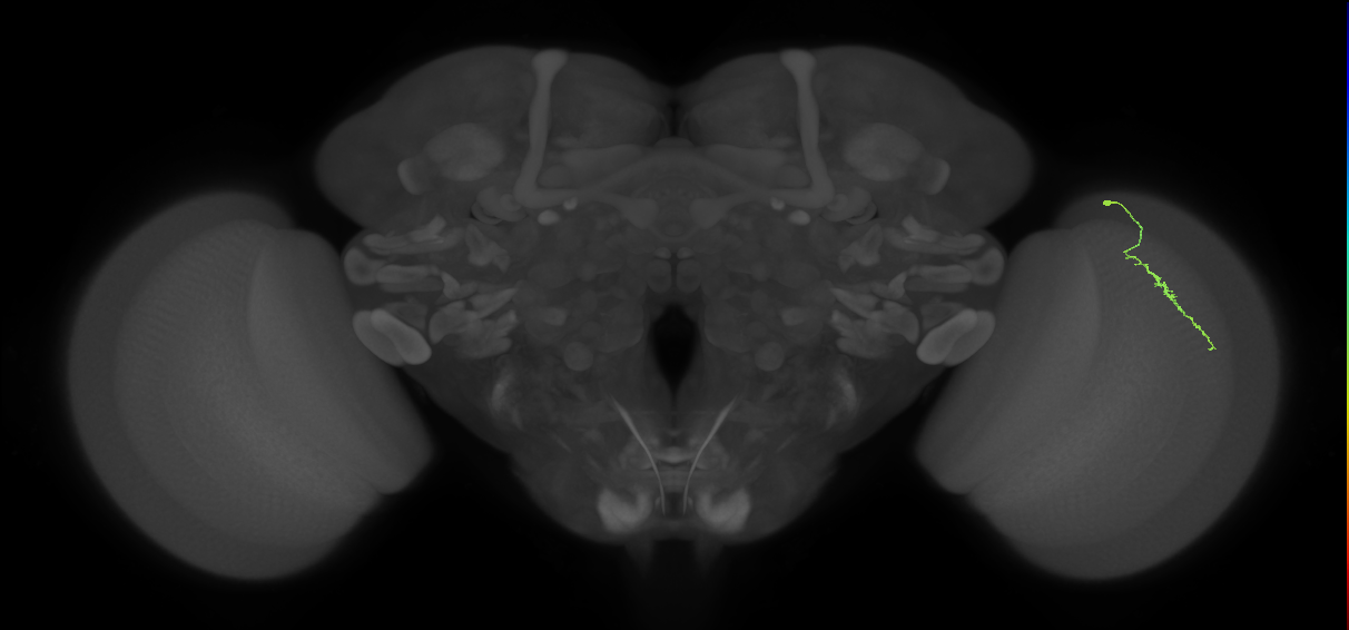 Dm3a_R (MaleCNS:144176)