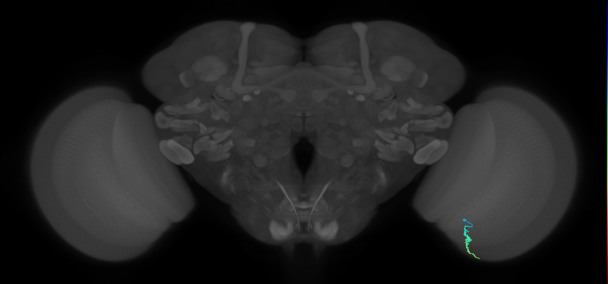 Dm3a_R (MaleCNS:144944)