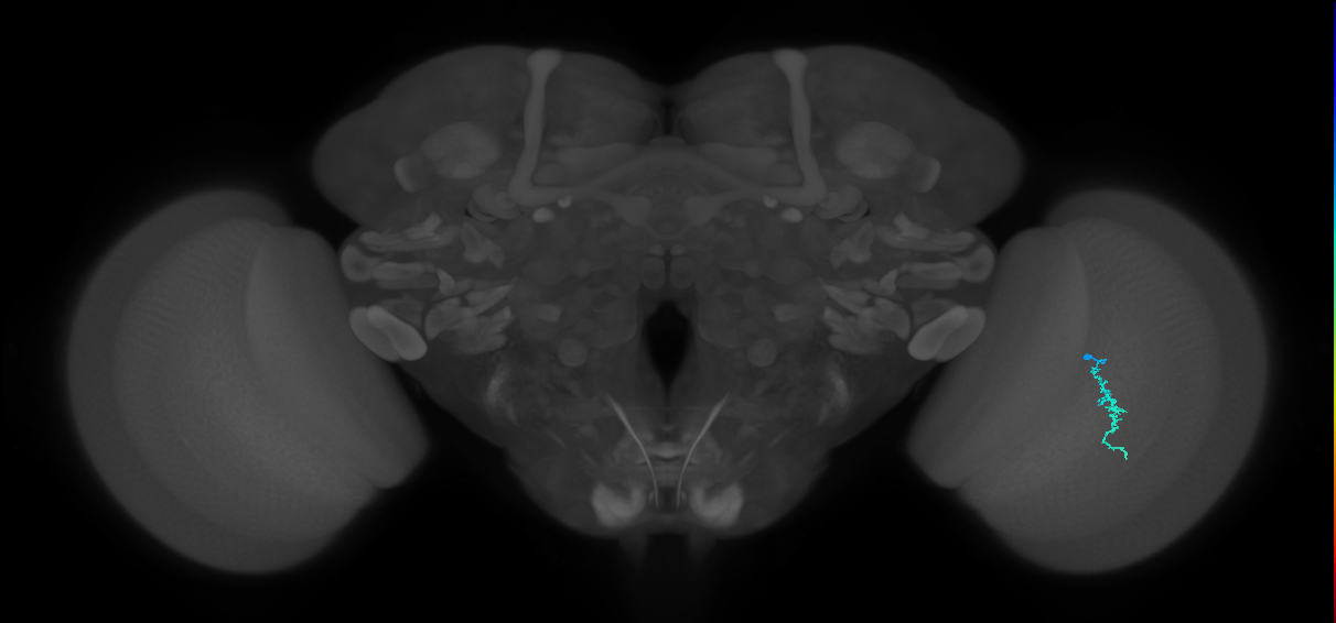 Dm3a_R (MaleCNS:135737)