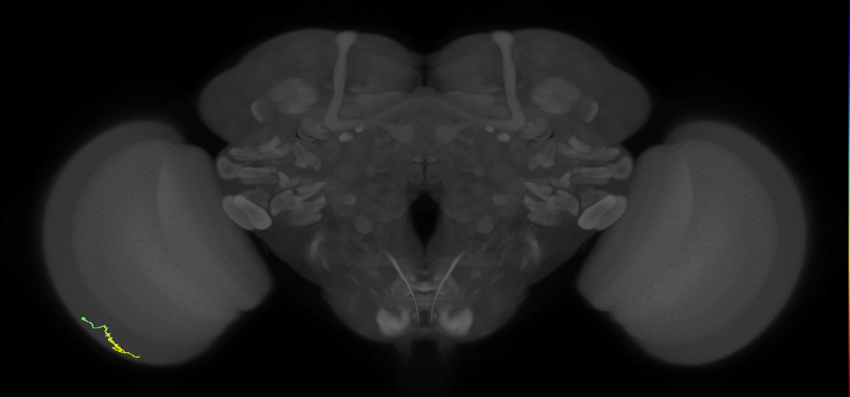 Dm3a_L (MaleCNS:547988)