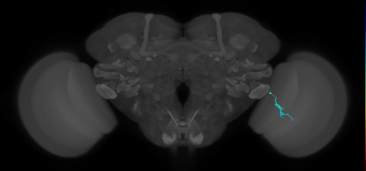 Dm3a_R (MaleCNS:156124)