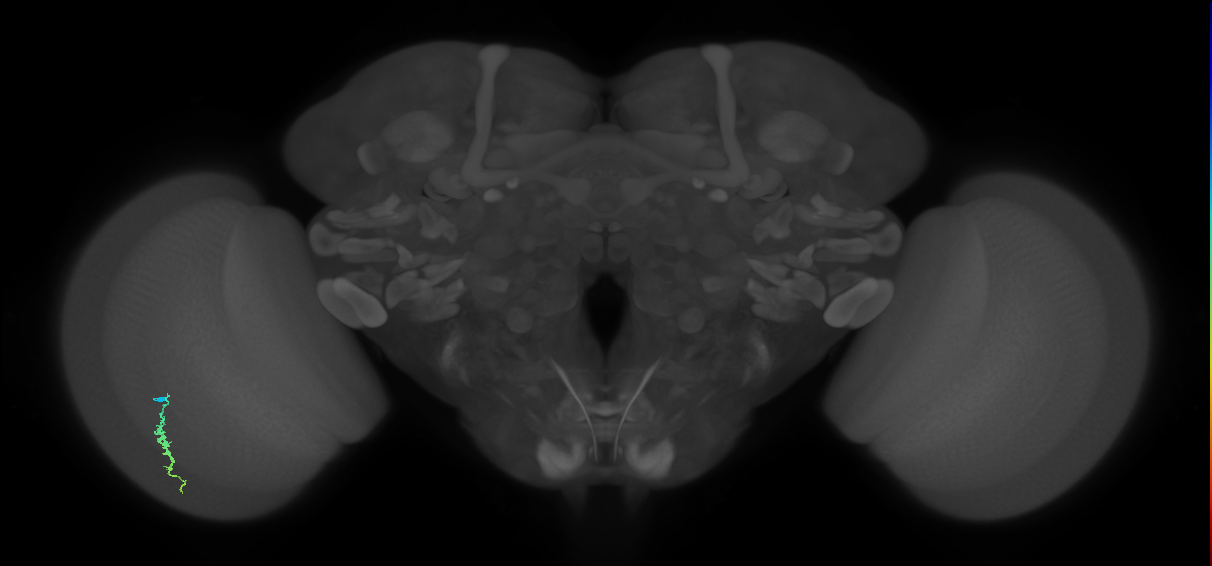 Dm3a_L (MaleCNS:163107)