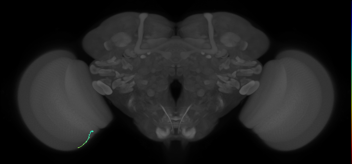 Dm3a_L (MaleCNS:225113)