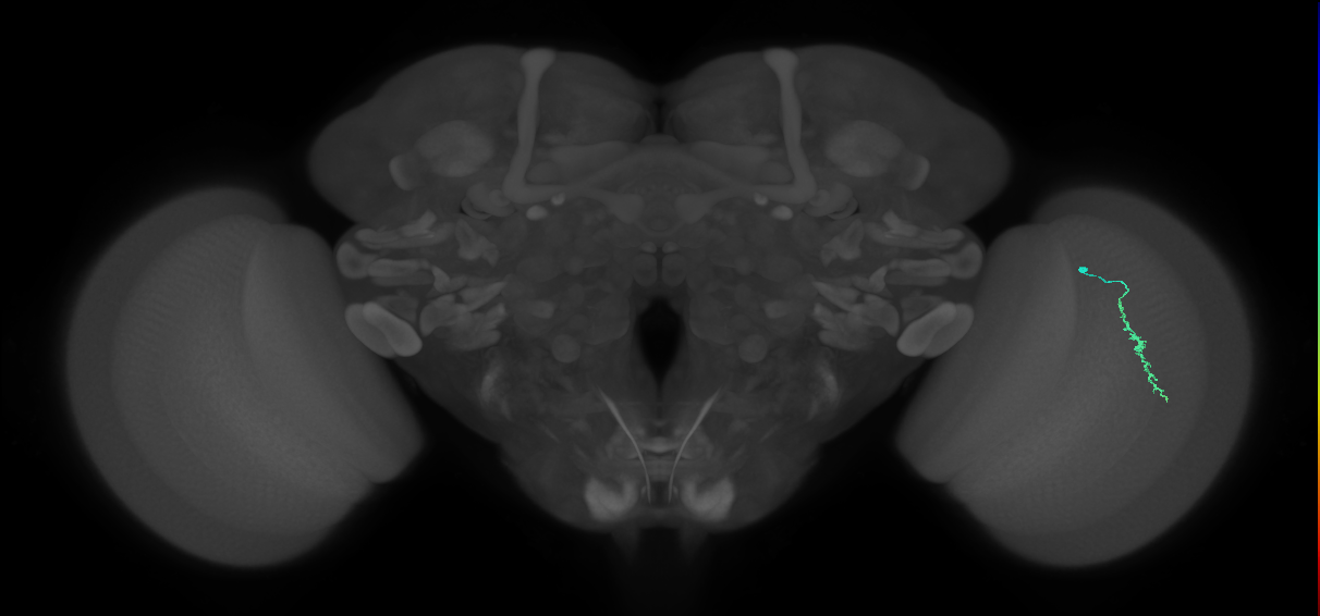 Dm3a_R (MaleCNS:137986)