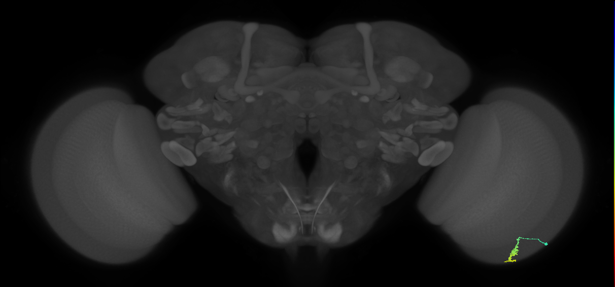 Dm3a_R (MaleCNS:121626)
